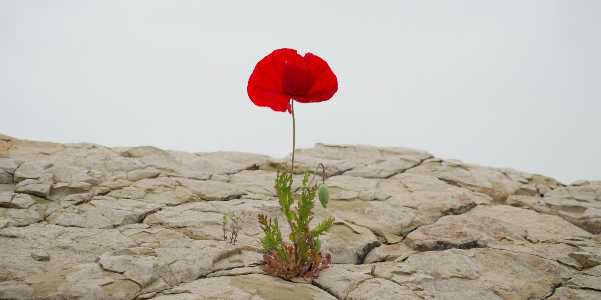 Gestion de crise et résilience